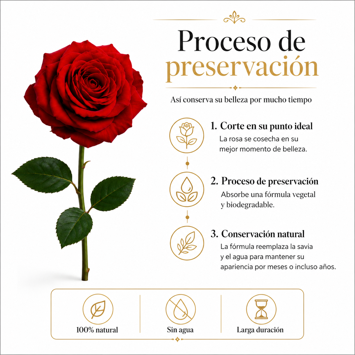ROSA INDIVIDUAL PRESERVADA EN CONO