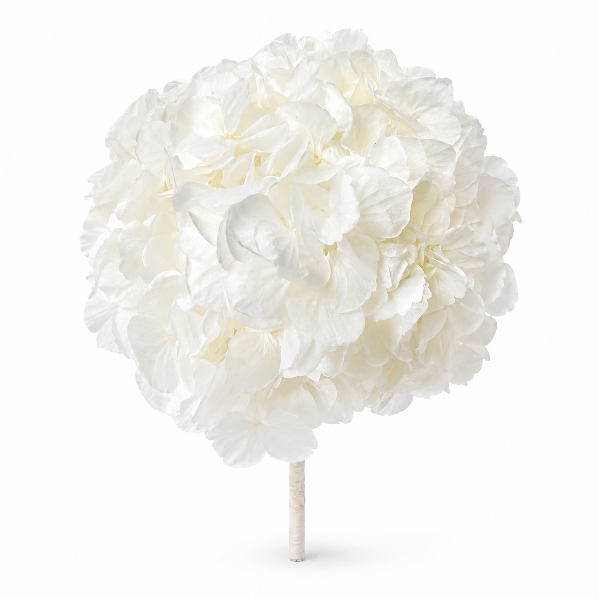 HORTENSIA NATURAL PRESERVADA