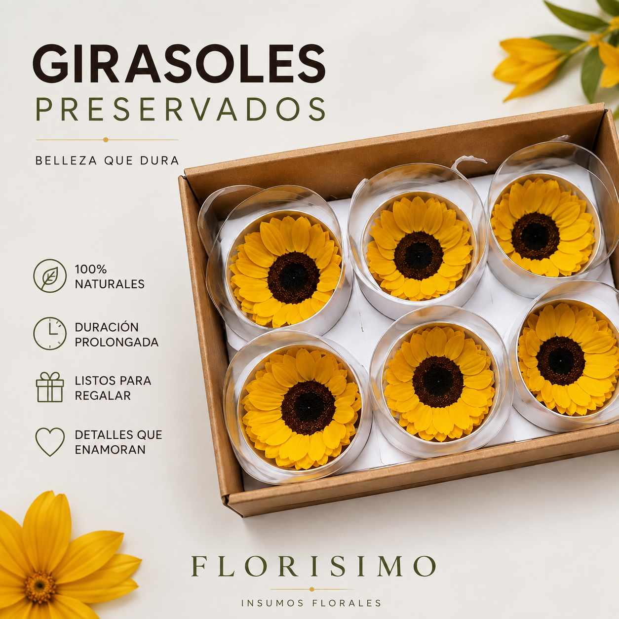 FLOR ETERNA, GIRASOL NATURAL PRESERVADO
