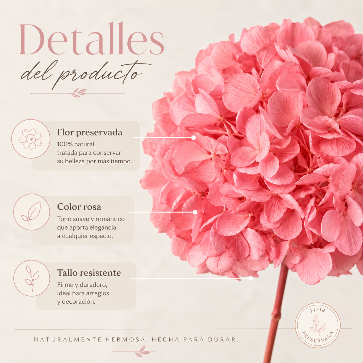 HORTENSIA NATURAL PRESERVADA
