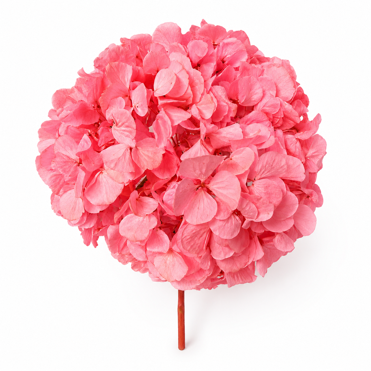 HORTENSIA NATURAL PRESERVADA