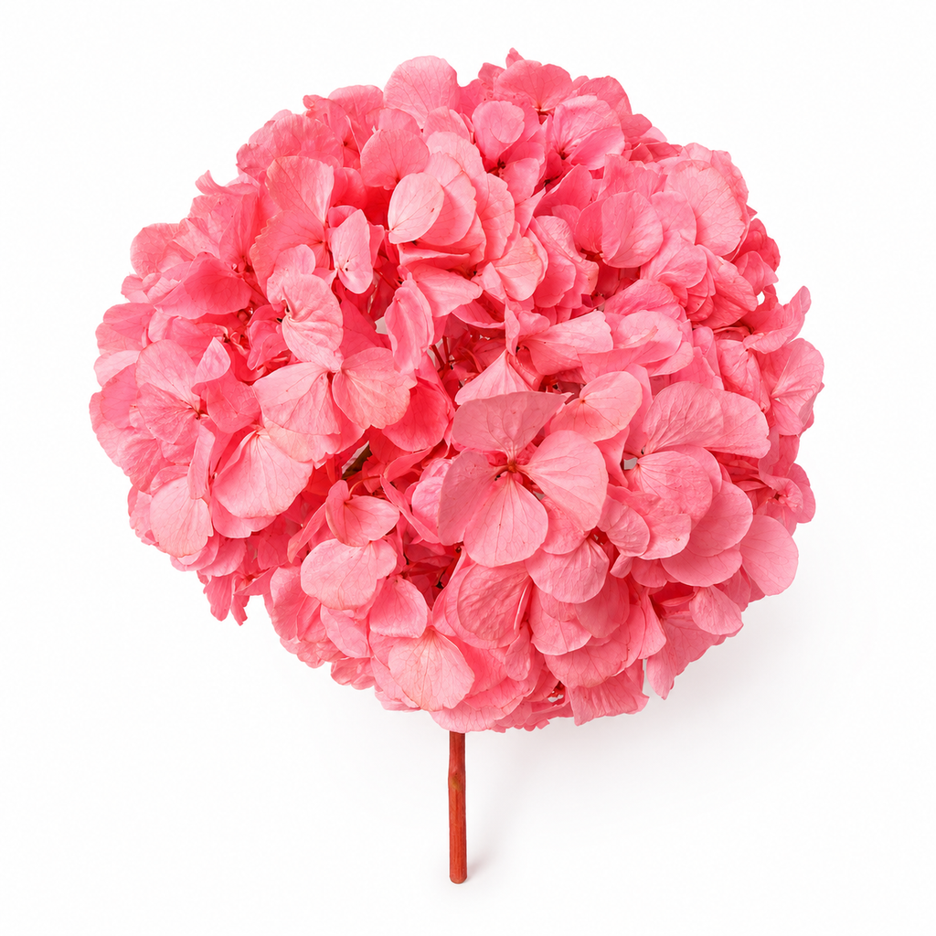 HORTENSIA NATURAL PRESERVADA