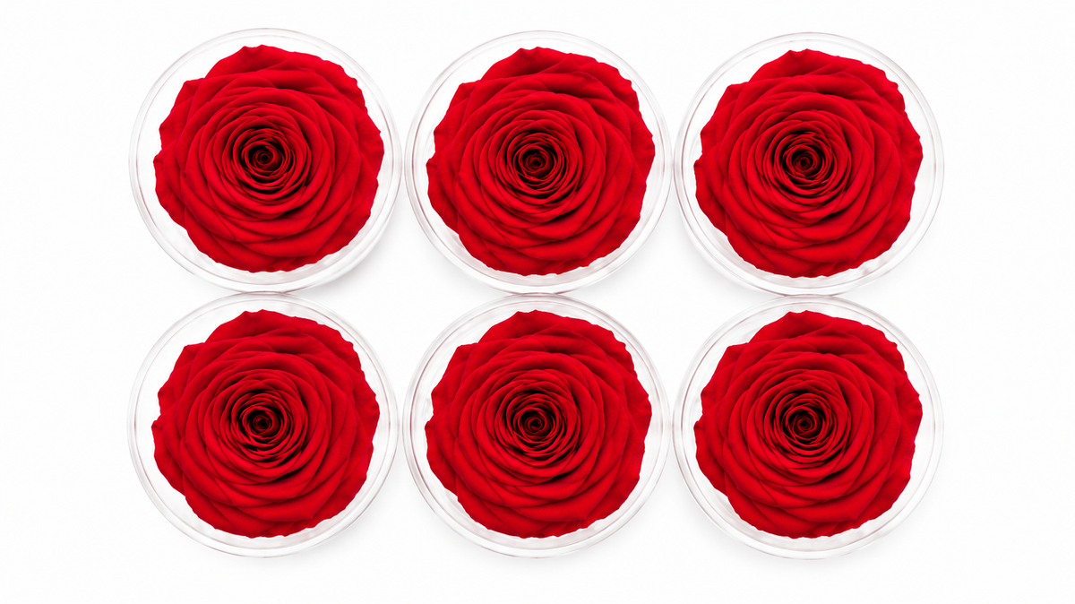 ROSA ETERNA 6 PIEZAS
