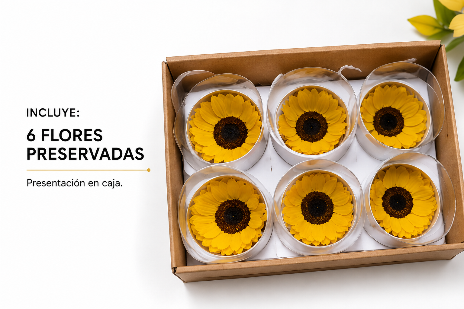 FLOR ETERNA, GIRASOL NATURAL PRESERVADO