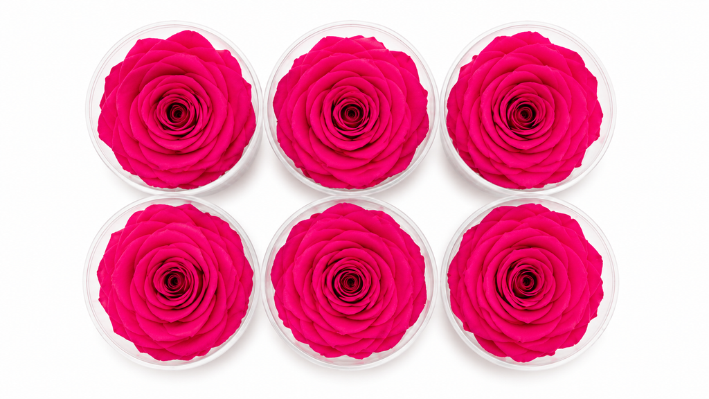 ROSA ETERNA 6 PIEZAS