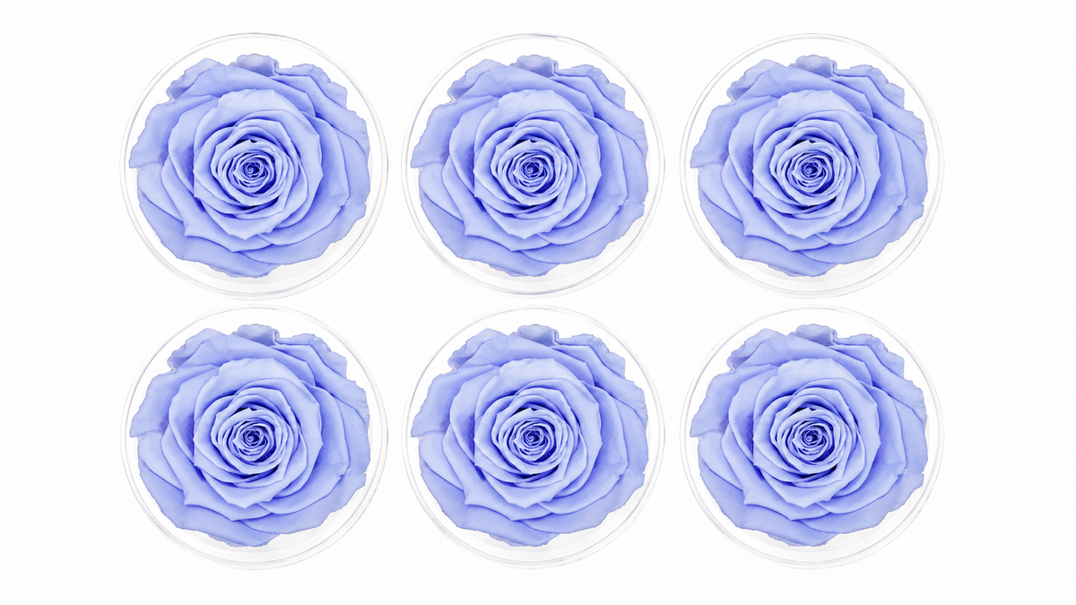 ROSA ETERNA 6 PIEZAS
