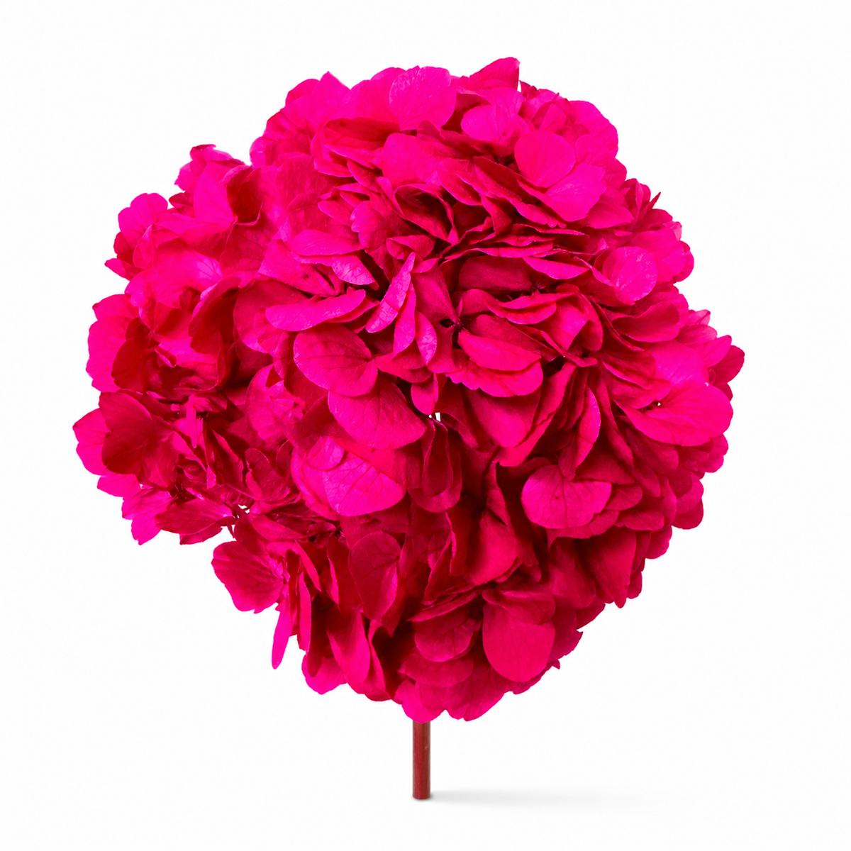 HORTENSIA NATURAL PRESERVADA