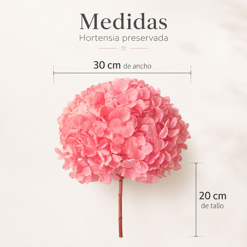 HORTENSIA NATURAL PRESERVADA