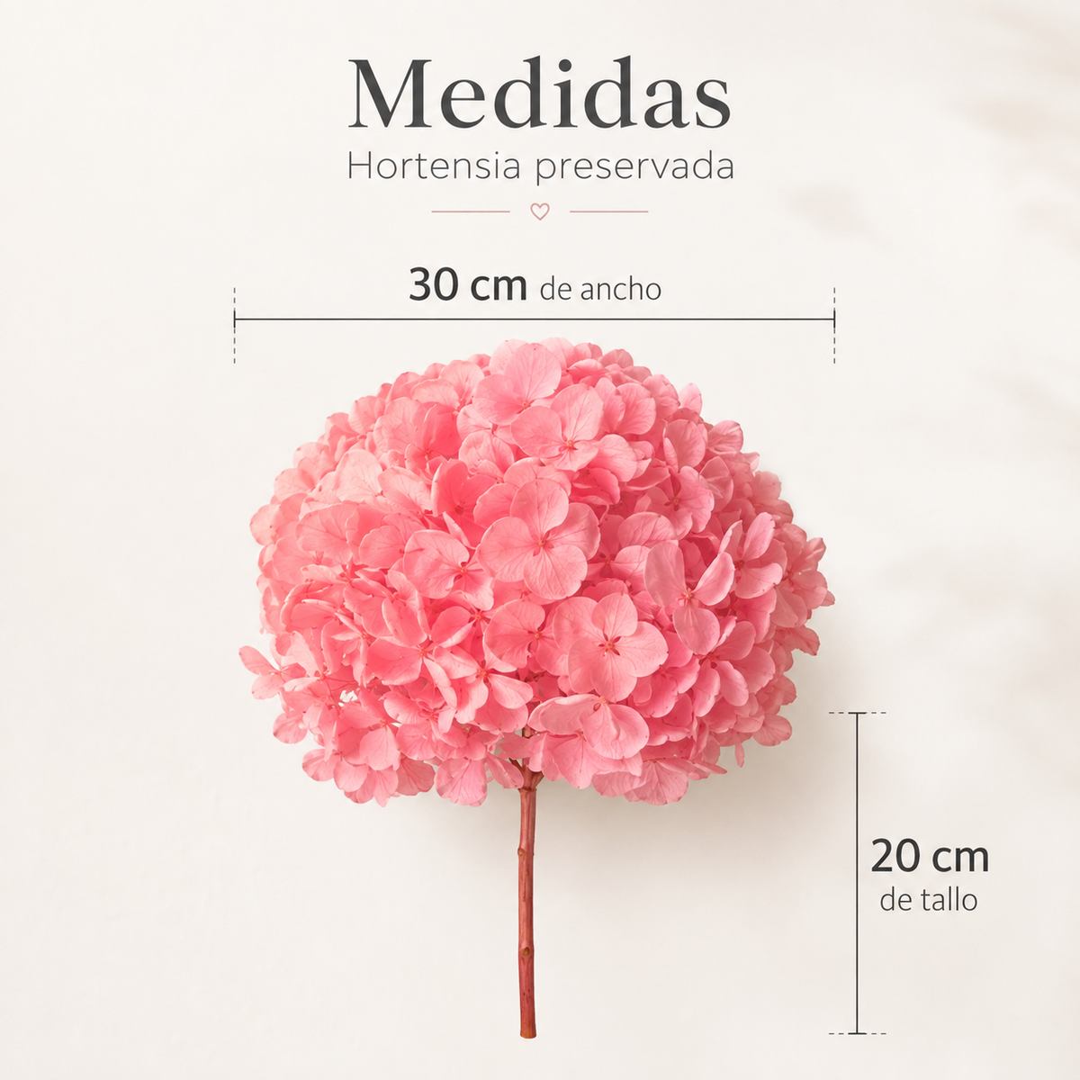 HORTENSIA NATURAL PRESERVADA