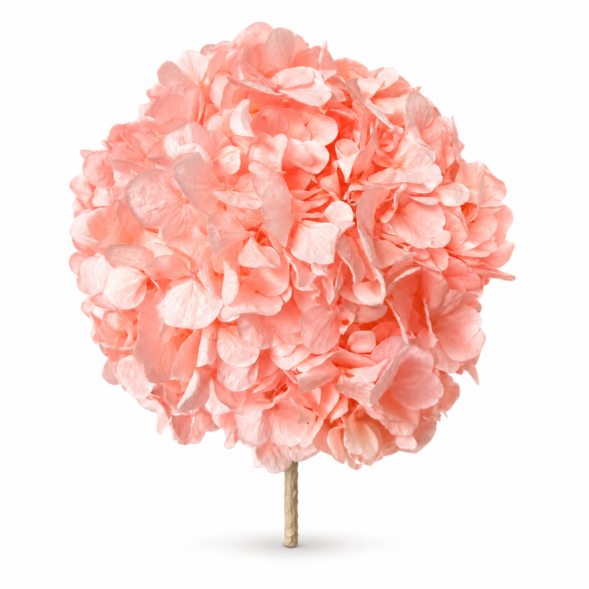 HORTENSIA NATURAL PRESERVADA