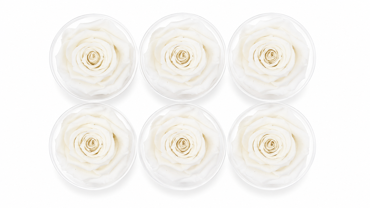 ROSA ETERNA 6 PIEZAS
