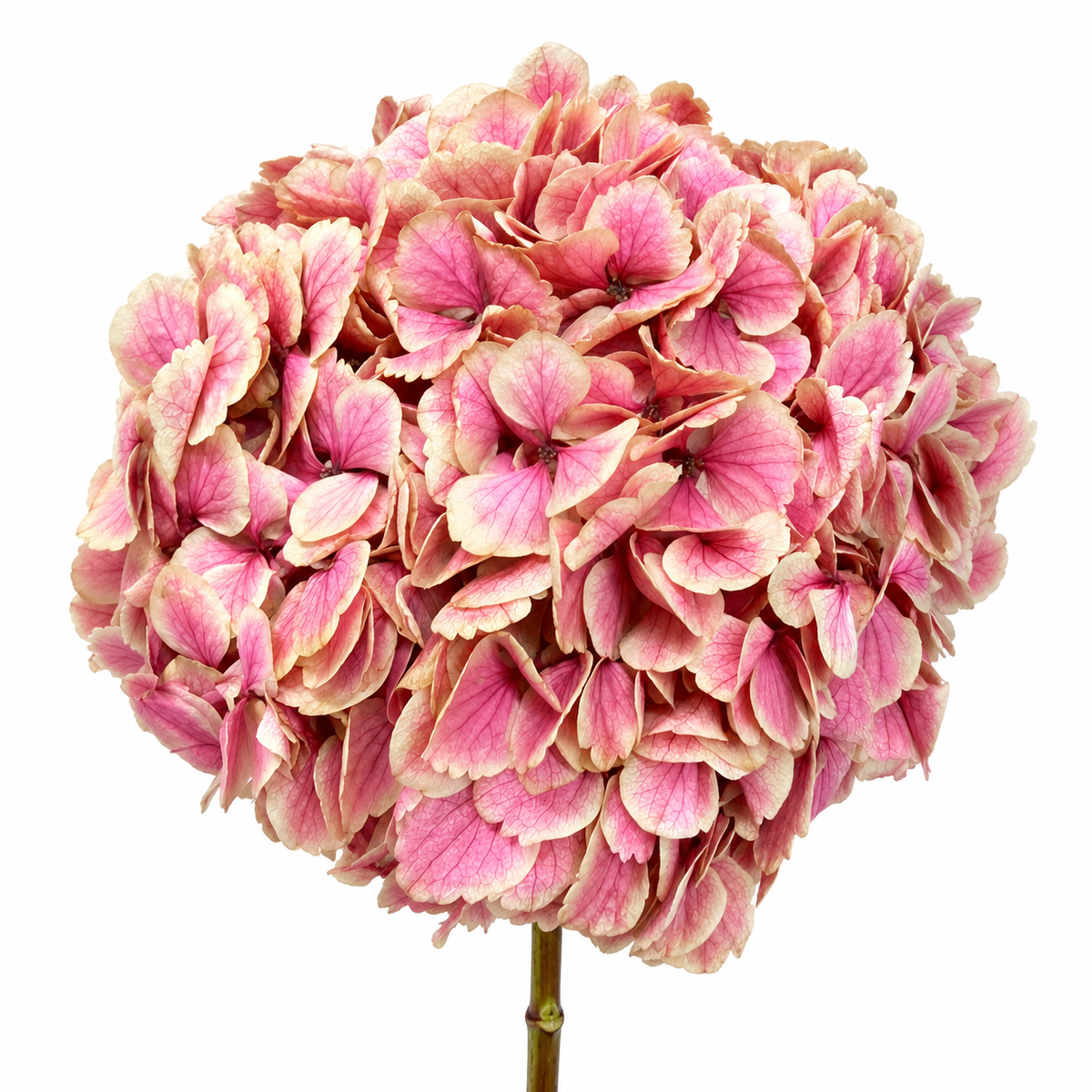 HORTENSIA NATURAL PRESERVADA