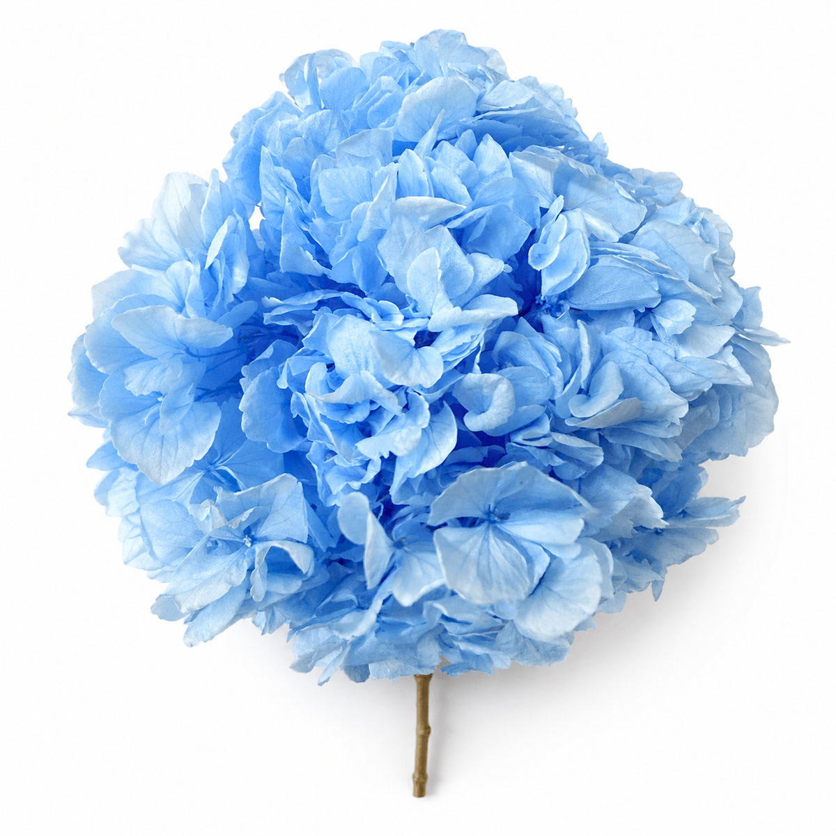 HORTENSIA NATURAL PRESERVADA