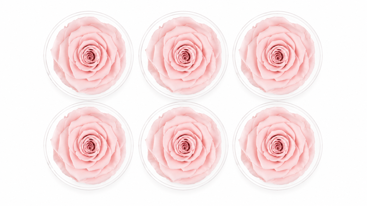 ROSA ETERNA 6 PIEZAS