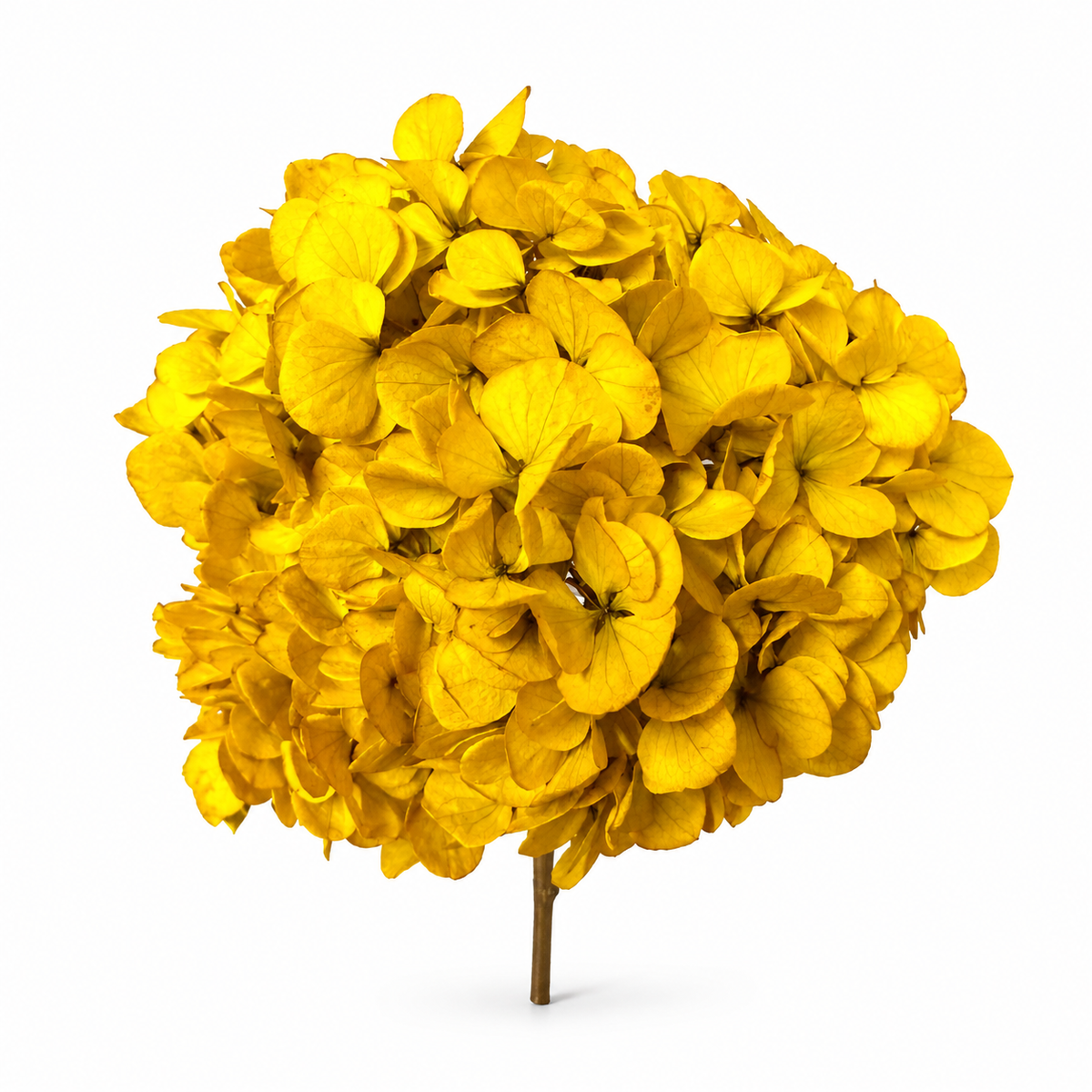 HORTENSIA NATURAL PRESERVADA