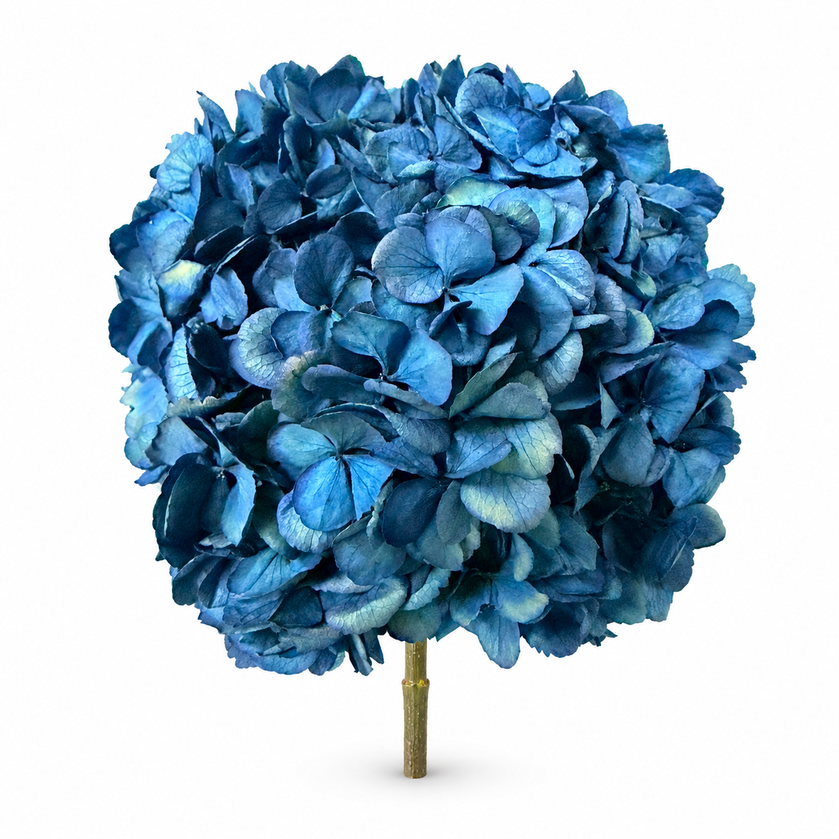 HORTENSIA NATURAL PRESERVADA