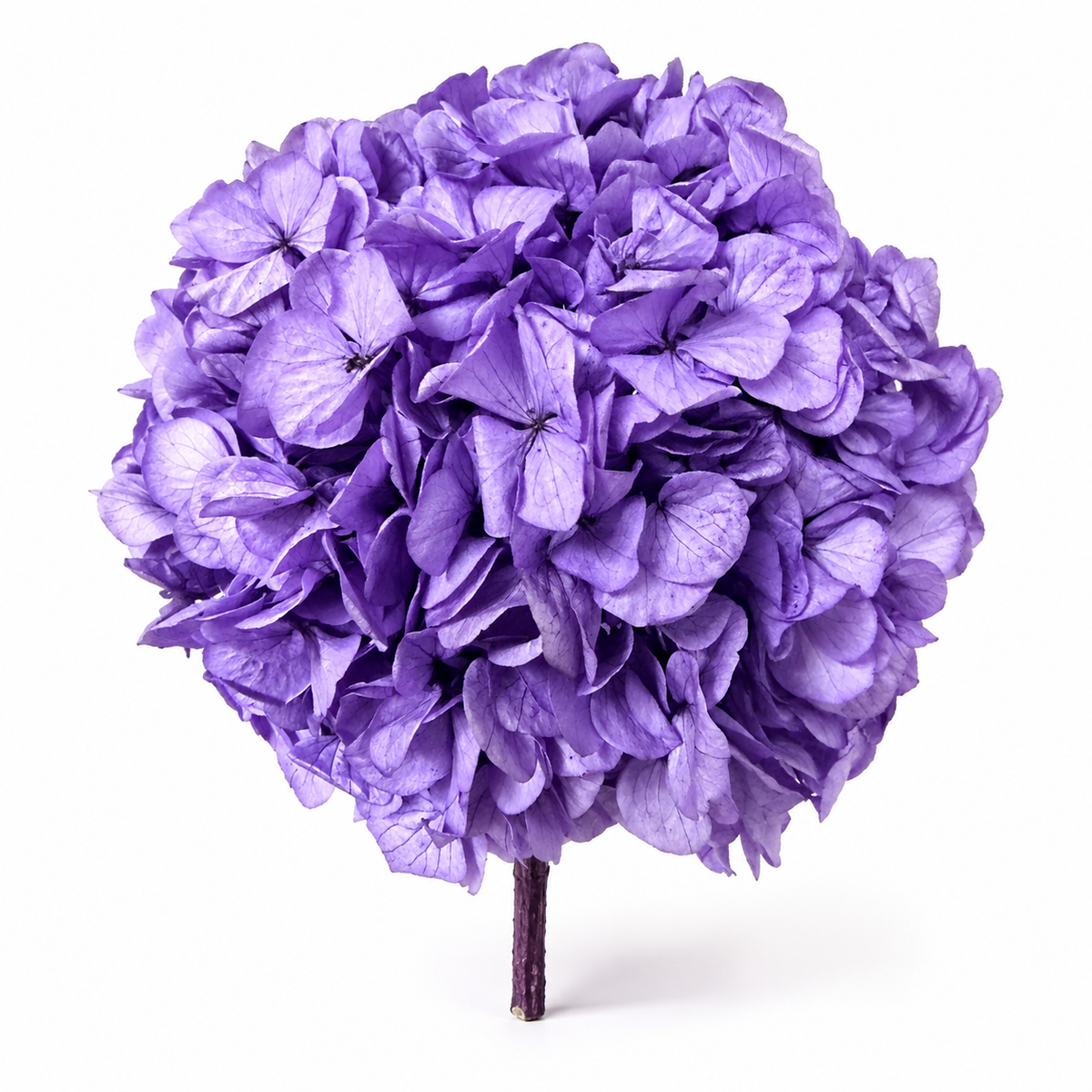 HORTENSIA NATURAL PRESERVADA