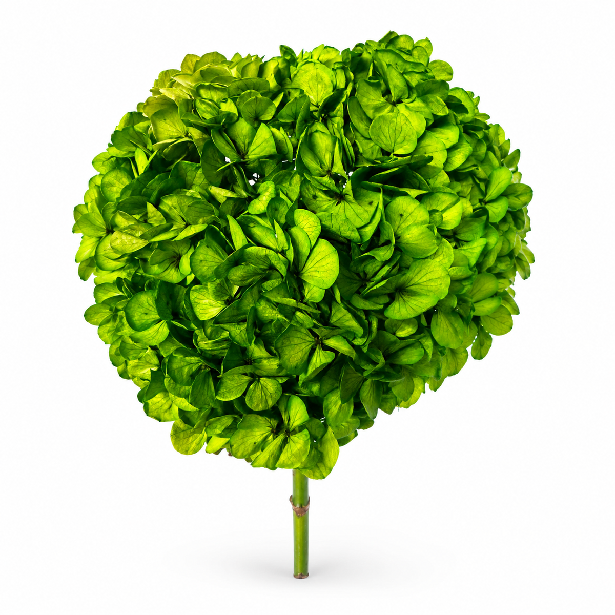 HORTENSIA NATURAL PRESERVADA
