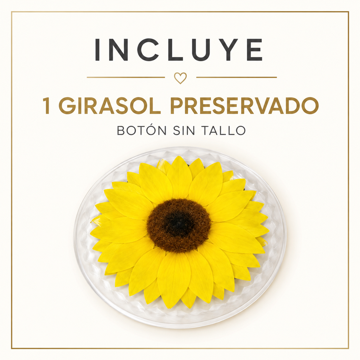 GIRASOL NATURAL PRESERVADO ( FLOR ETERNA )