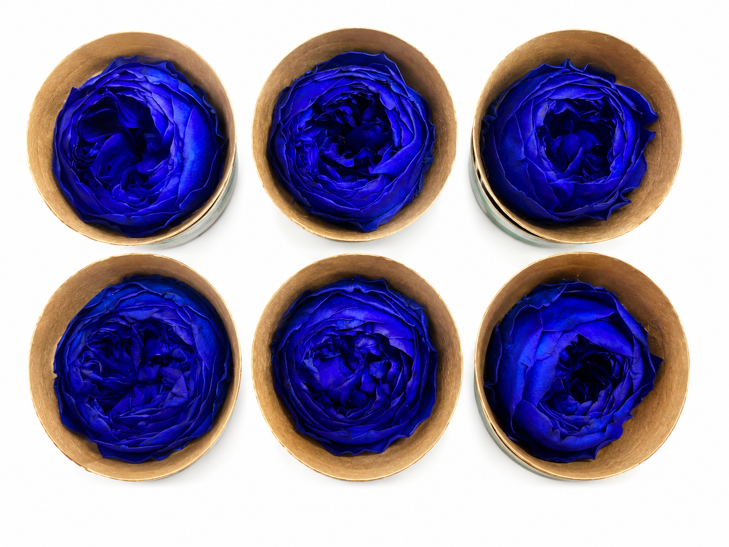 PEONÍAS NATURALES PRESERVADAS ( FLOR ETERNA ) 6 PIEZAS