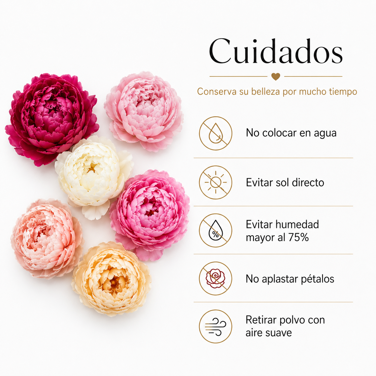 PEONÍAS NATURALES PRESERVADAS ( FLOR ETERNA ) 6 PIEZAS
