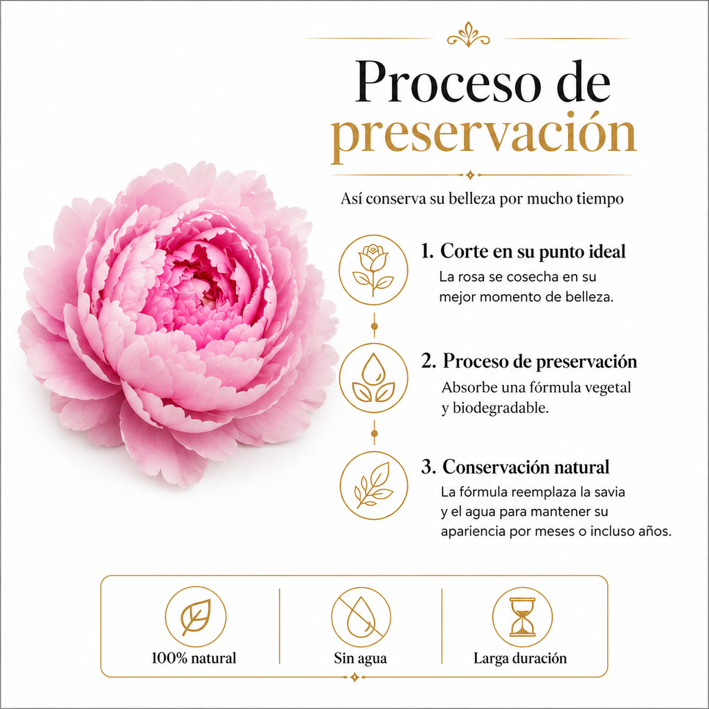 PEONÍAS NATURALES PRESERVADAS ( FLOR ETERNA ) 6 PIEZAS