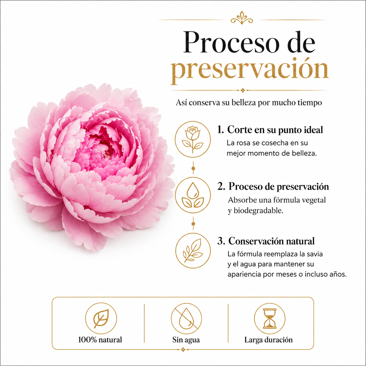 PEONÍAS NATURALES PRESERVADAS ( FLOR ETERNA ) 6 PIEZAS
